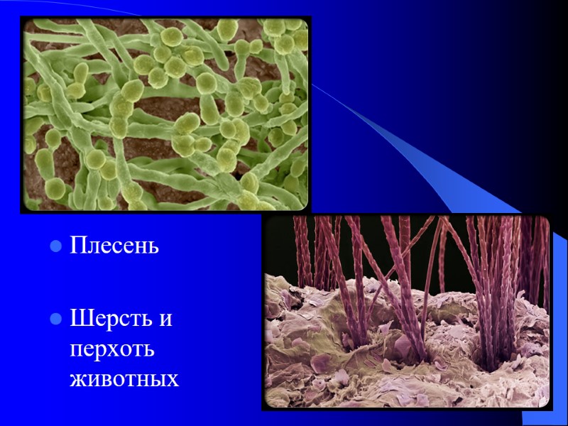 Плесень  Шерсть и перхоть животных